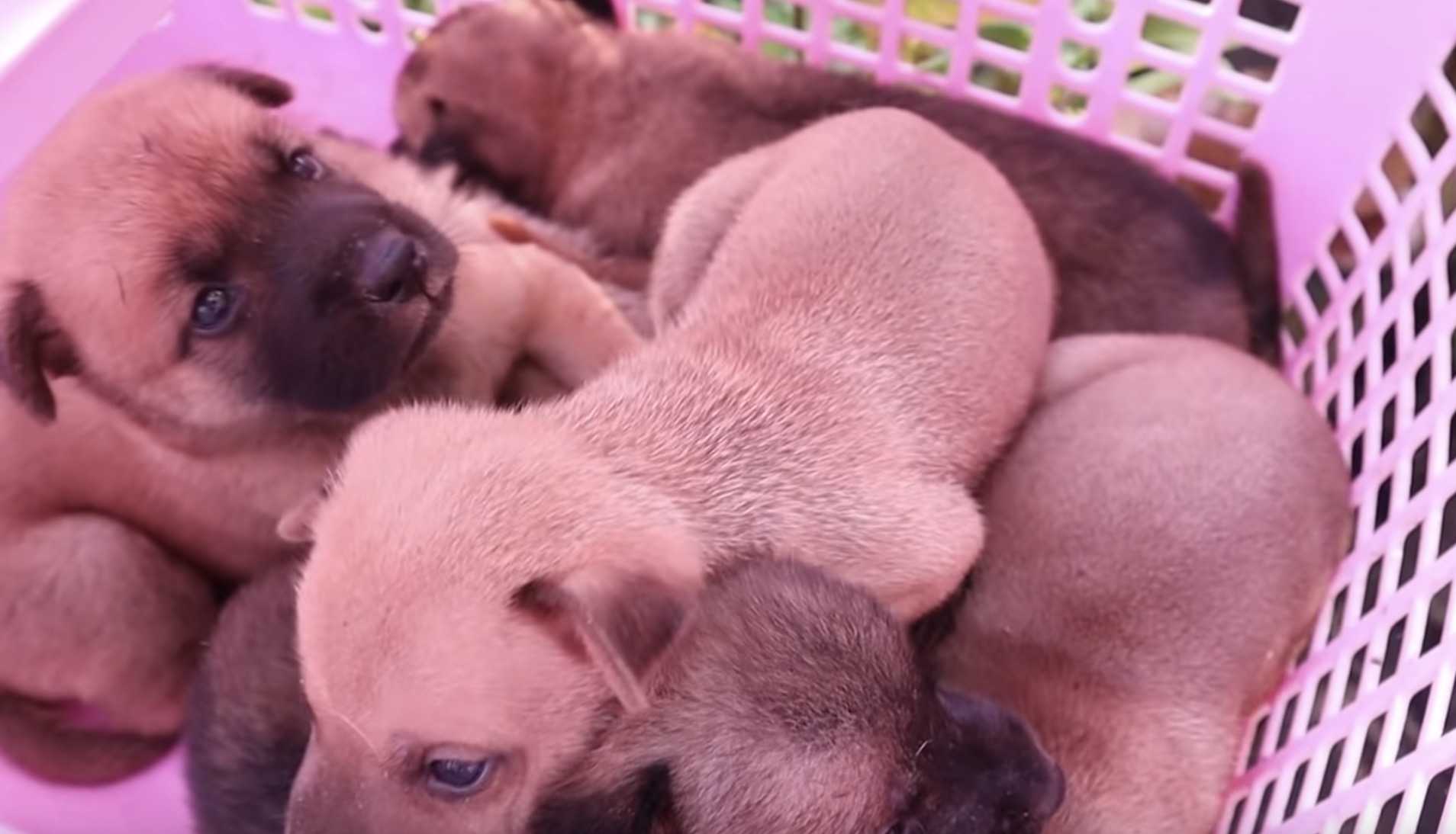 1649826834 331 rescata a 6 pobres cachorros en las vias del tren