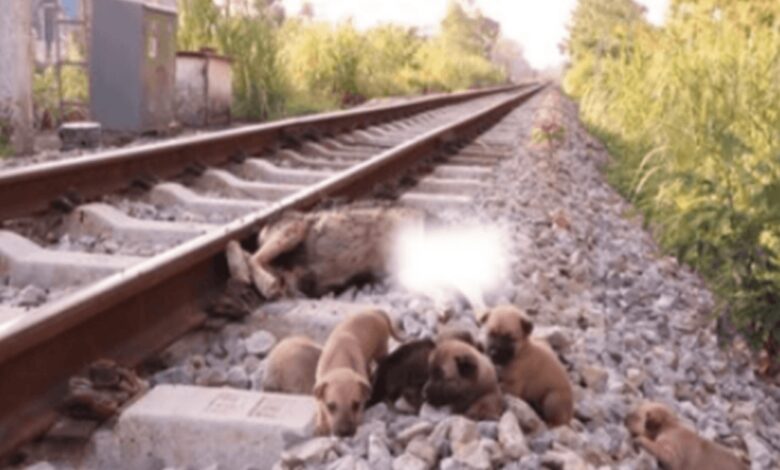 Rescata a 6 pobres cachorros en las vías del tren cuando su madre no está 1 1649826835 rescata a 6 pobres cachorros en las vias del tren