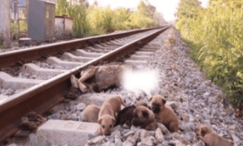 1649826835 rescata a 6 pobres cachorros en las vias del tren