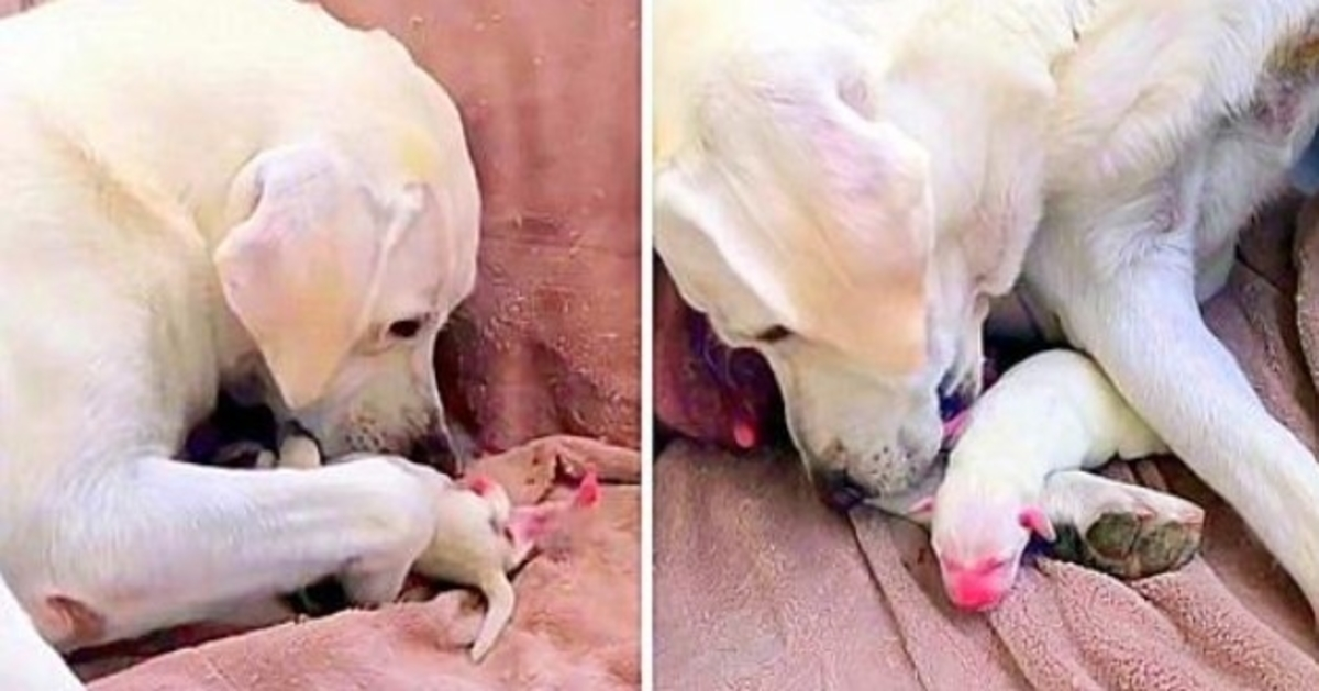Mamá perra intenta desesperadamente salvar a su cachorro más débil y al más pequeño de su camada 1 1649913269 Mama perra intenta desesperadamente salvar a su cachorro mas debil