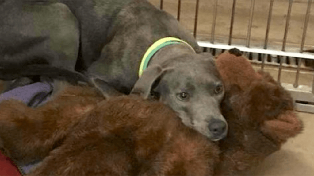 Una perra leal que fue abandonada en el refugio de animales con su osito de peluche conoce a un padre que nunca le haría eso 1 1650086231 Una perra leal que fue abandonada en el refugio de