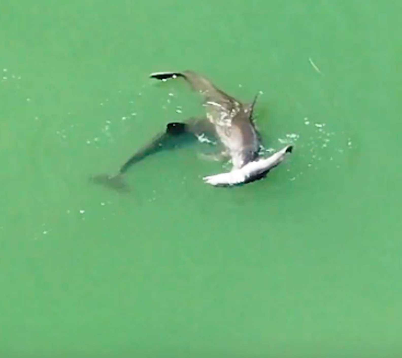 1650384019 360 delfin desconsolado no quiere soltar el cuerpo de su bebe