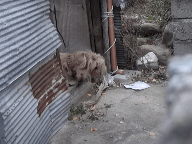 1650557036 761 perro enredado ha estado mirando autos sin parar durante 2