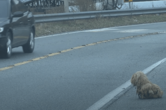 1650557036 858 perro enredado ha estado mirando autos sin parar durante 2