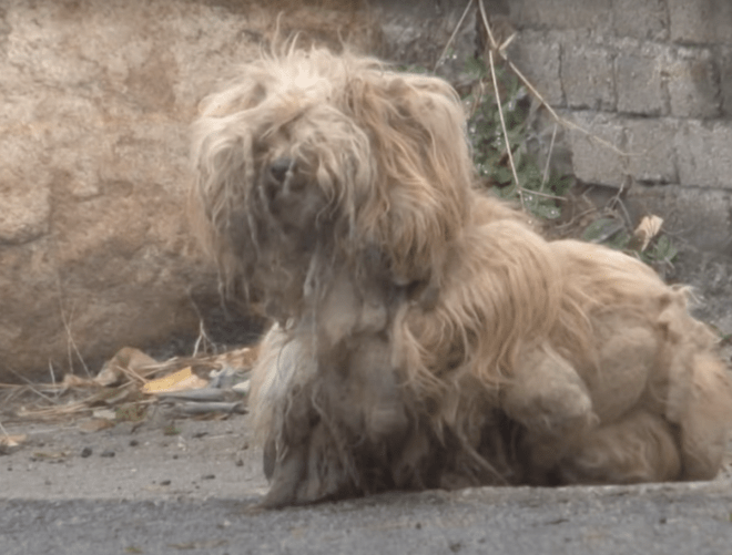 1650557036 869 perro enredado ha estado mirando autos sin parar durante 2