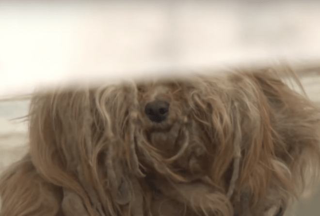 1650557036 951 perro enredado ha estado mirando autos sin parar durante 2