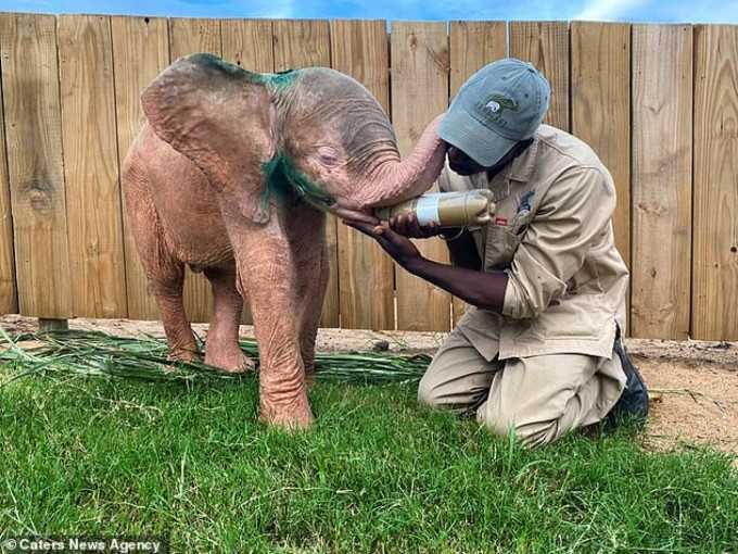 1650989717 117 bebe elefante albino que estuvo atrapado en una trampa durante