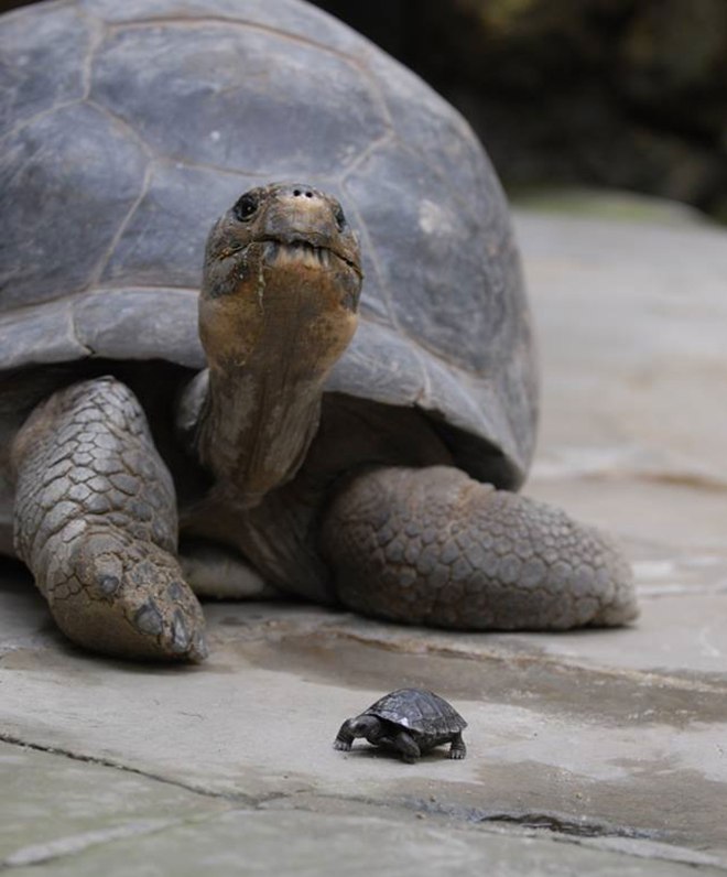 1651076492 13 tortuga de 80 anos en peligro de extincion es madre