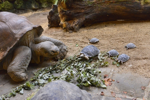 1651076492 694 tortuga de 80 anos en peligro de extincion es madre
