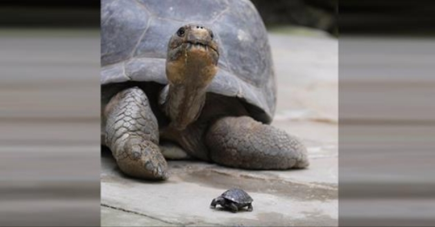 1651076493 659 tortuga de 80 anos en peligro de extincion es madre