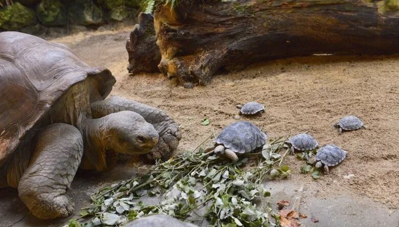 1651076493 tortuga de 80 anos en peligro de extincion es madre