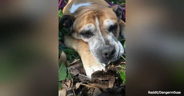 1651335636 198 excursionistas encuentran a un perro desaparecido durante casi un mes