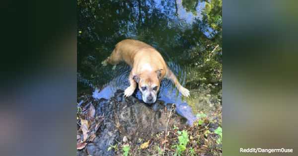 1651335636 916 excursionistas encuentran a un perro desaparecido durante casi un mes