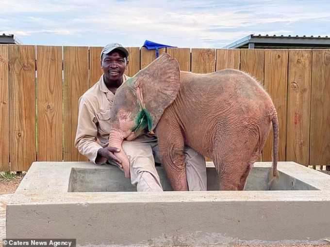 Bebe elefante albino que estuvo atrapado en una trampa durante