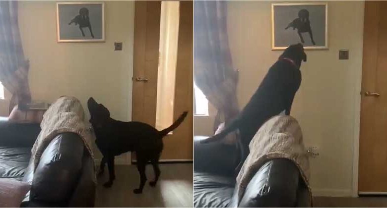 Cachorro llora al ver un retrato de su hermanito recien