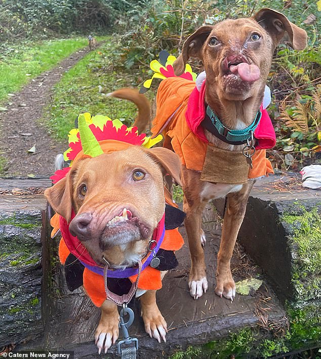 Dos perros desfigurados se vuelven mejores amigos despues de que