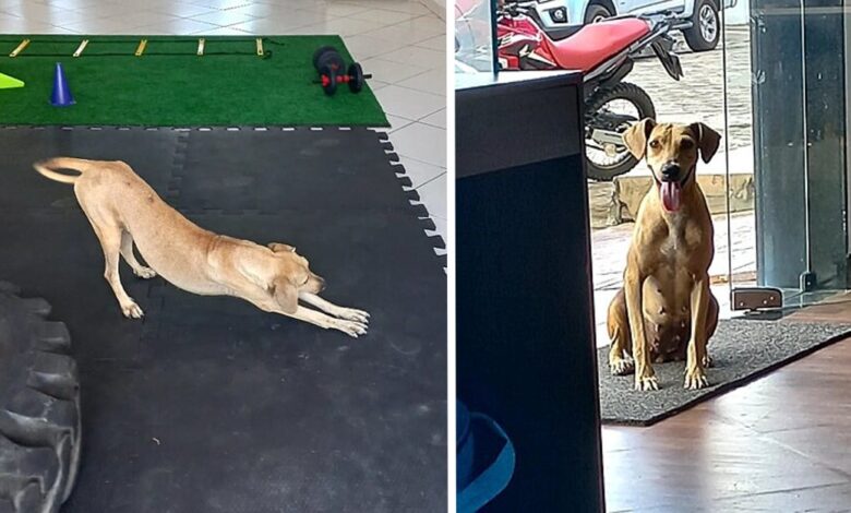 El perro ingreso a un gimnasio se estiro y finalmente
