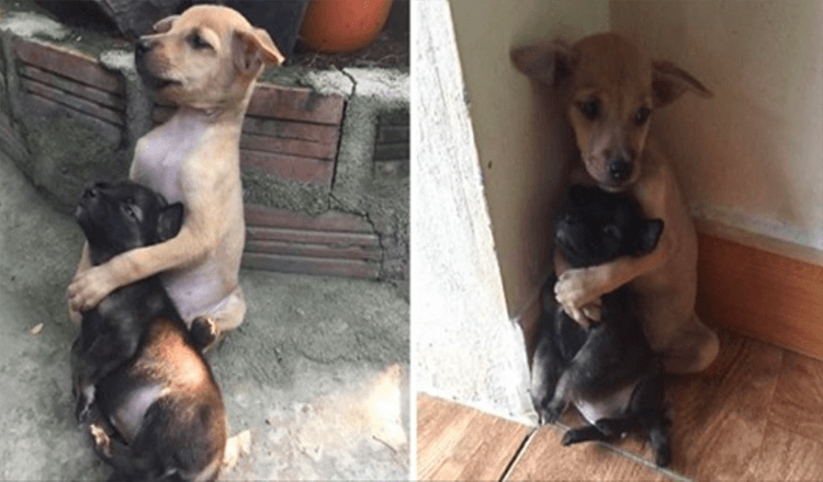 Estos dos cachorros callejeros han sido rescatados y se niegan