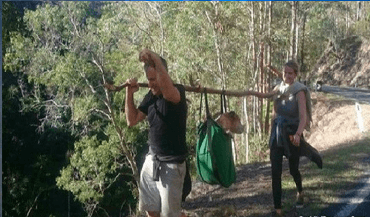 Excursionistas encuentran a un perro desaparecido durante casi un mes