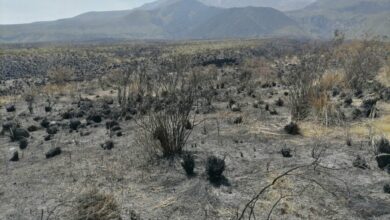 Incendio en misti arrasa mas de 273 hectareas epa