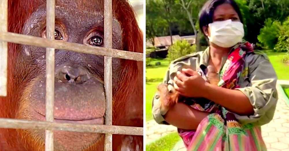 Los trabajadores lloran cuando la madre orangutan se reune con