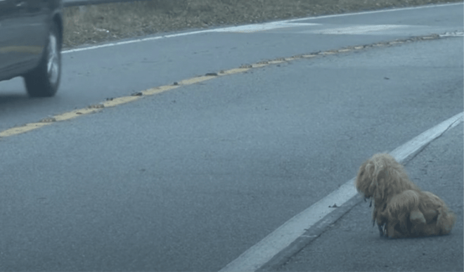 Perro enredado ha estado mirando autos sin parar durante 2