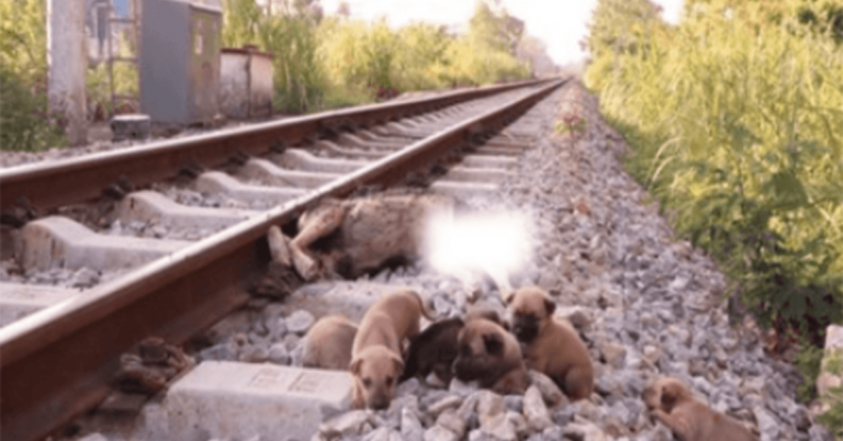 Rescata a 6 pobres cachorros en las vias del tren