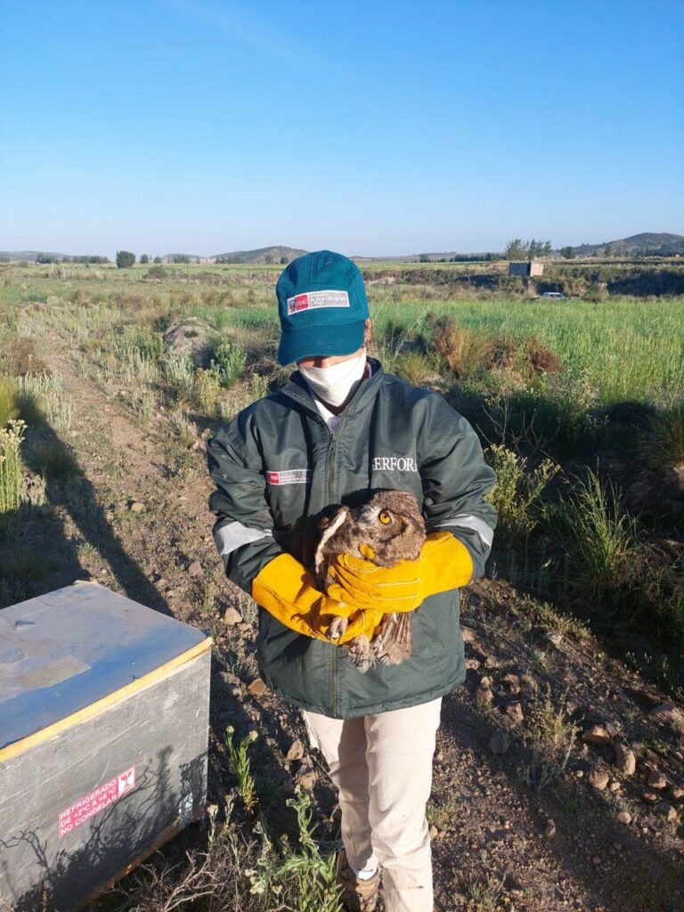 Serfor solto un buho que habria sido adiestrado para la