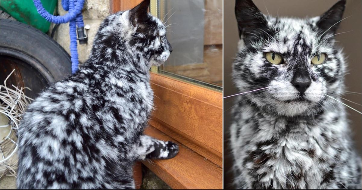 Un gato de 19 anos que nacio de color negro