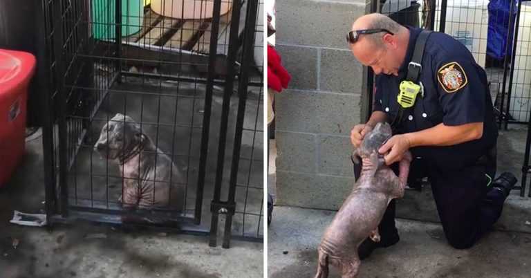 Una cachorra pitbull deprimida en un refugio de animales encuentra