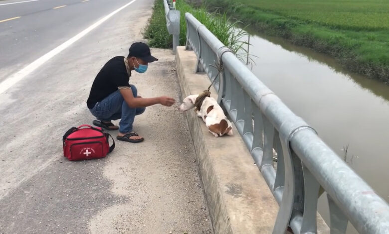 1651422396 un cachorro abandonado atado a un puente es rescatado y