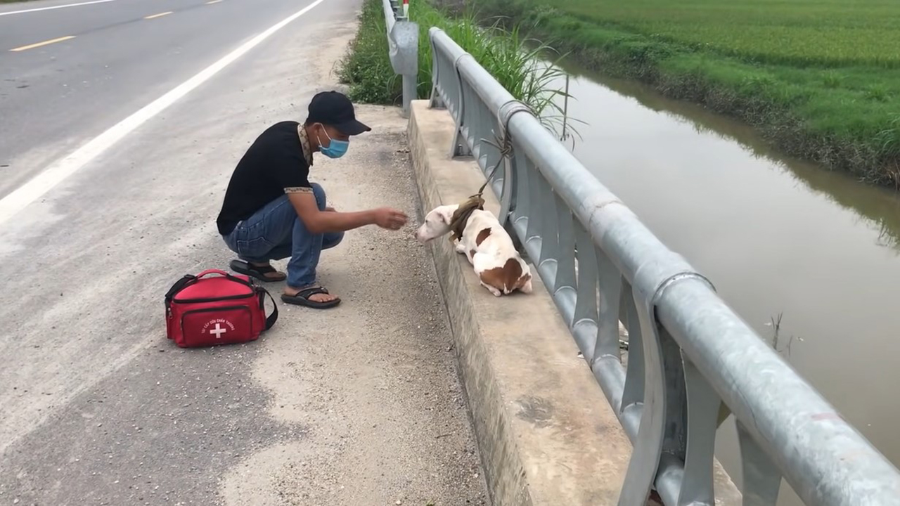 1651422396 Un cachorro abandonado atado a un puente es rescatado y