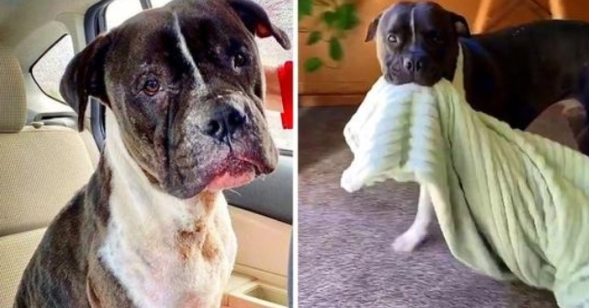 1651595001 Perro cebo rescatado de un ring de pelea ahora lleva