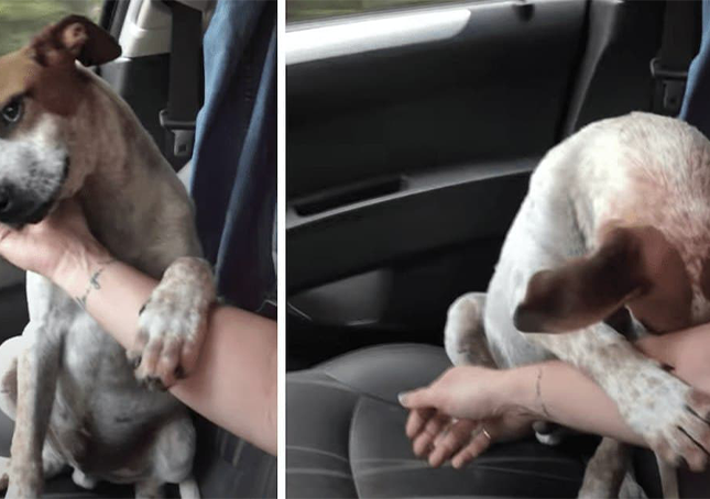 El desgarrador agradecimiento del perro moribundo hace que el rescatista rompa a llorar 1 1651768060 el desgarrador agradecimiento del perro moribundo hace que el rescatista