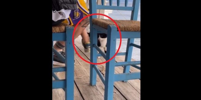 1651768232 599 hombre filmado pateando gatito en el mar en grecia se