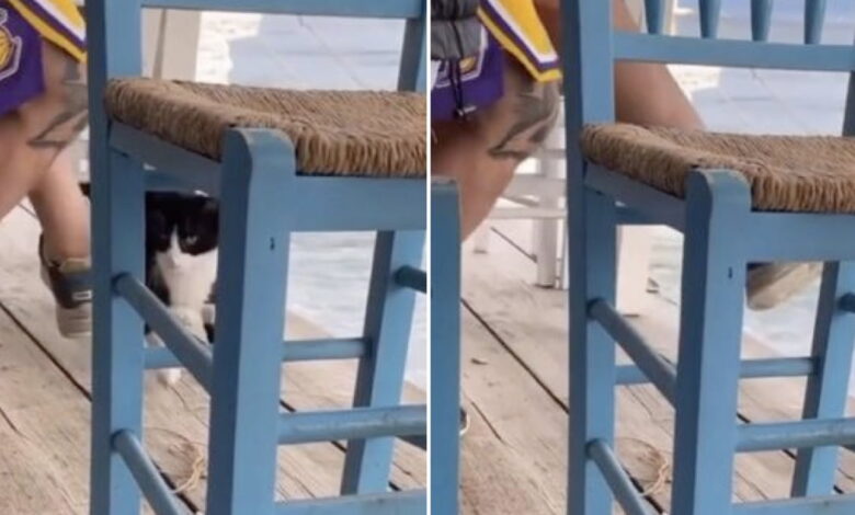 1651768232 hombre filmado pateando gatito en el mar en grecia se