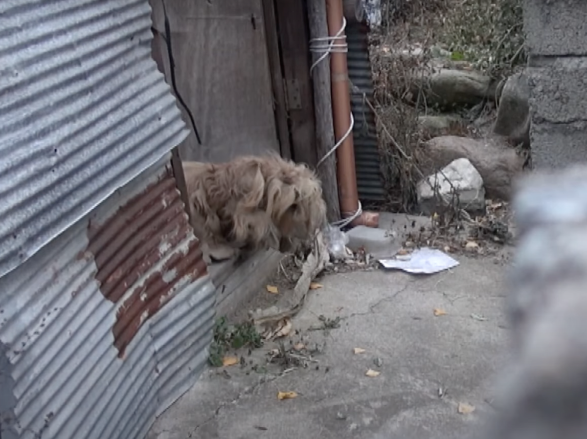 1651854513 908 perro enredado mira autos continuamente desde hace 2 anos esperando