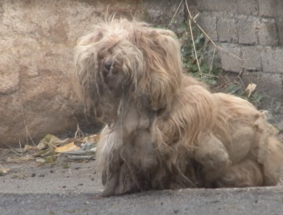 1651854513 942 perro enredado mira autos continuamente desde hace 2 anos esperando