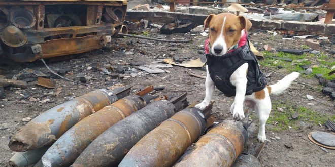 1652287192 694 patron el perro detector de bombas consolida su condicion de