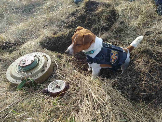 1652287192 716 patron el perro detector de bombas consolida su condicion de