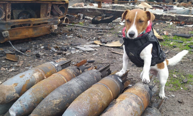 Patron, el perro detector de bombas, consolida su condición de héroe con una medalla presidencial 1 1652287192 patron el perro detector de bombas consolida su condicion de