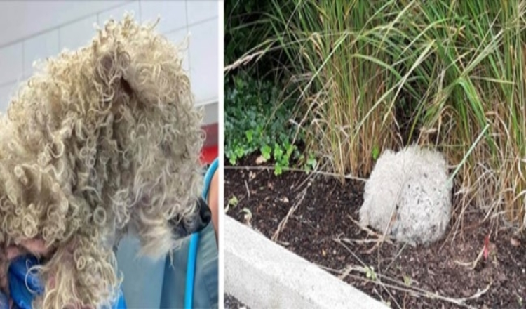 Si pudiera hablar: perro anciano ciego encontrado 'acurrucado en una pelota al borde de la carretera' 1 1652373451 si pudiera hablar perro anciano ciego encontrado acurrucado en una