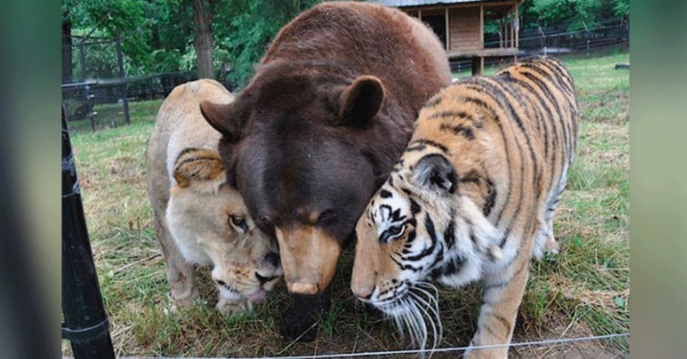 1652460014 516 el leon el tigre y el oso se hacen amigos