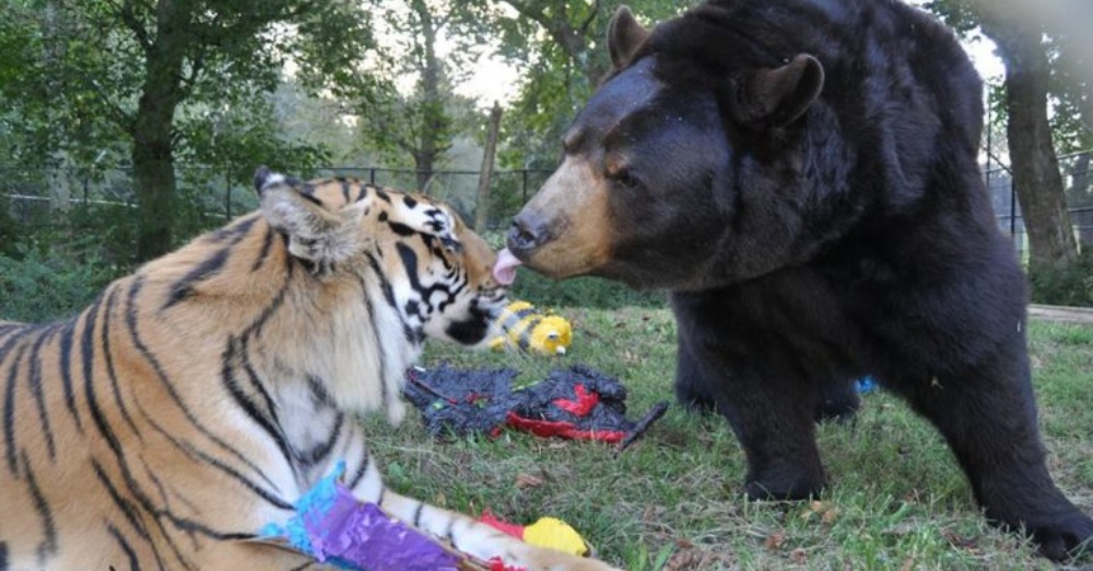 1652460016 294 el leon el tigre y el oso se hacen amigos