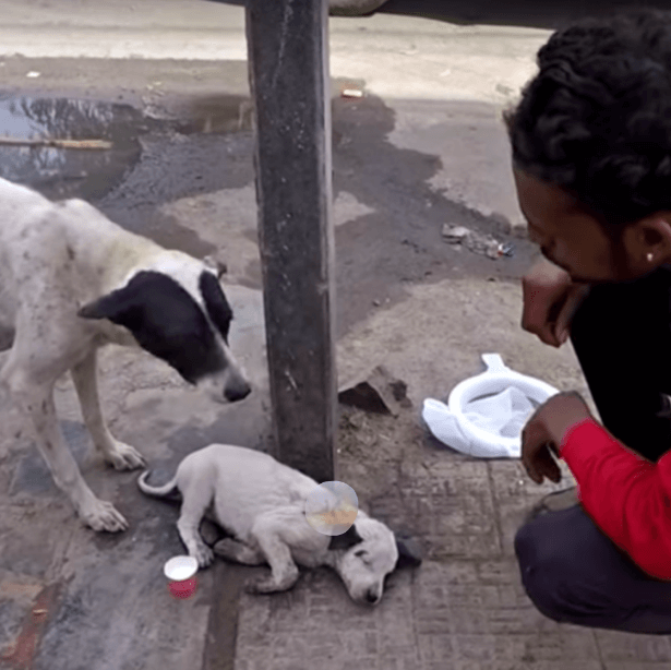 1652633156 448 La madre lloro en voz alta por su cachorro aferrandose