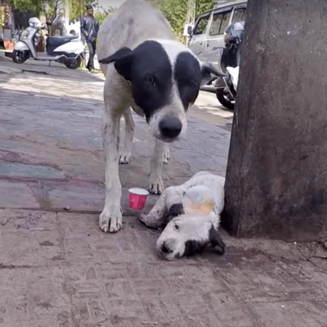 1652633156 507 La madre lloro en voz alta por su cachorro aferrandose