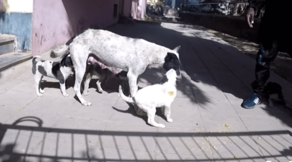 1652633157 399 La madre lloro en voz alta por su cachorro aferrandose