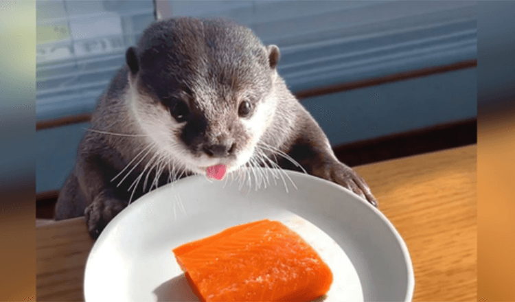 1652719789 una nutria gordita a dieta recibe una golosina de salmon
