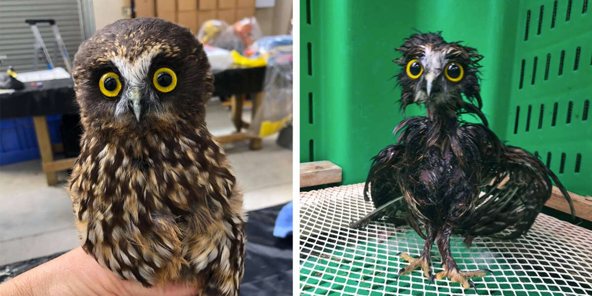 Este pequeño búho rescatado necesitaba un baño y las fotos son extrañamente adorables 1 1652719940 Este pequeno buho rescatado necesitaba un bano y las fotos