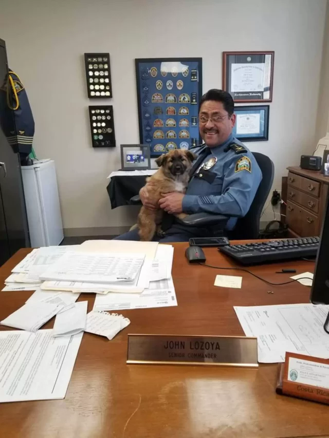 1652925470 222 el departamento de policia contrata a un adorable cachorro de. Webp
